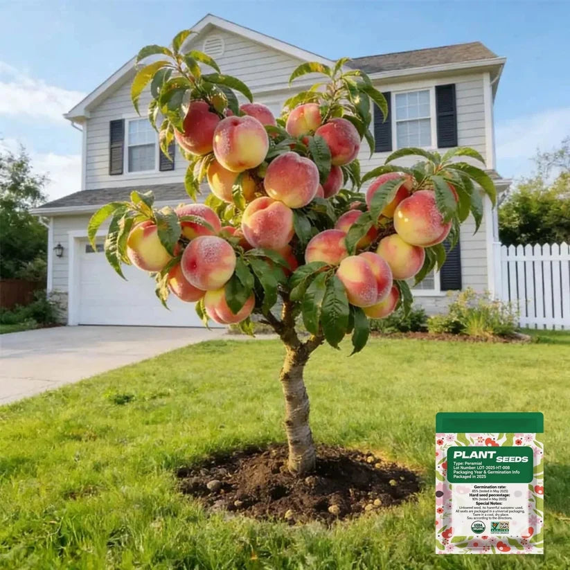 🔥 65K+ SOLD! 🍑 Heirloom "Honey Red" Dwarf Peach Tree Live Seeds